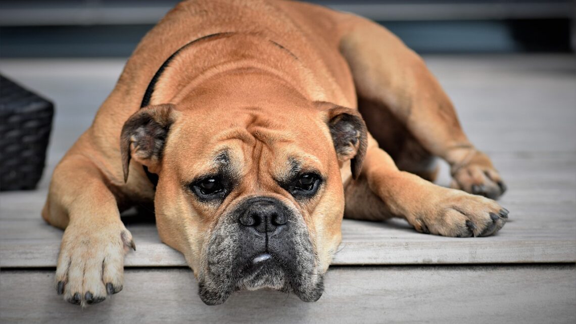 Mit dem Hund zuhause Toben und spielen – diese Dinge machen so richtig Spaß