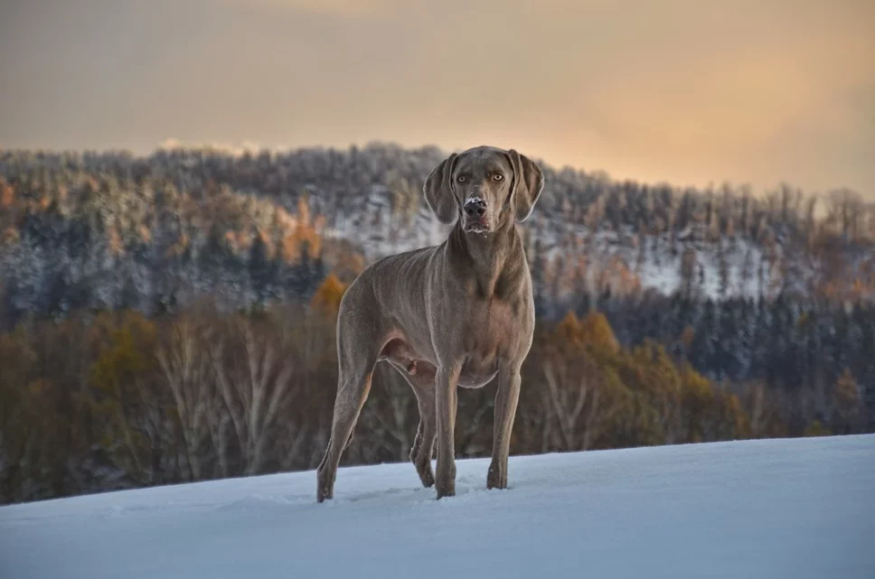 Das passende Hundespielzeug für jeden Vierbeiner – auf diese Dinge sollte man beim Kauf achten