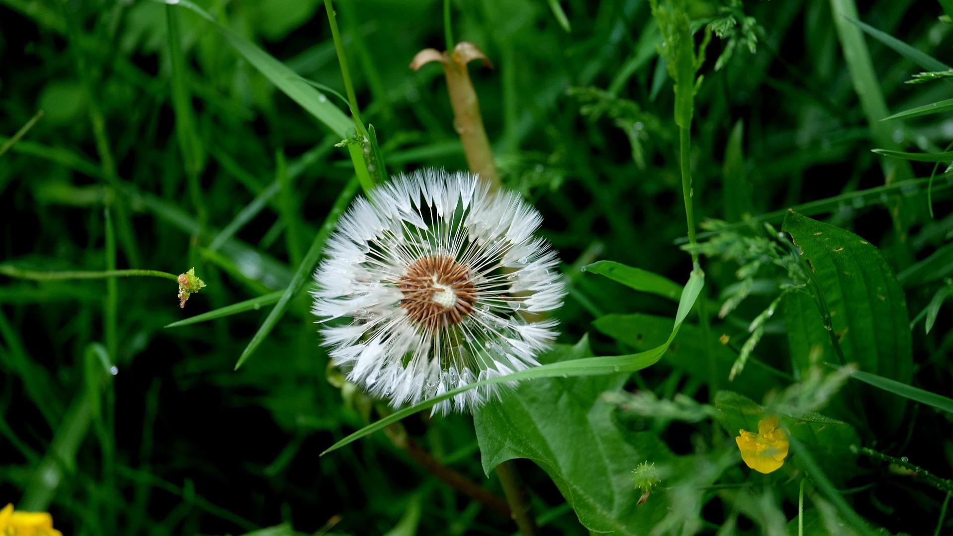 Familienfreundliche Gartengestaltung: Wie ein sicher eingefriedeter Garten zum Spiel- und Lernraum für Kinder wird